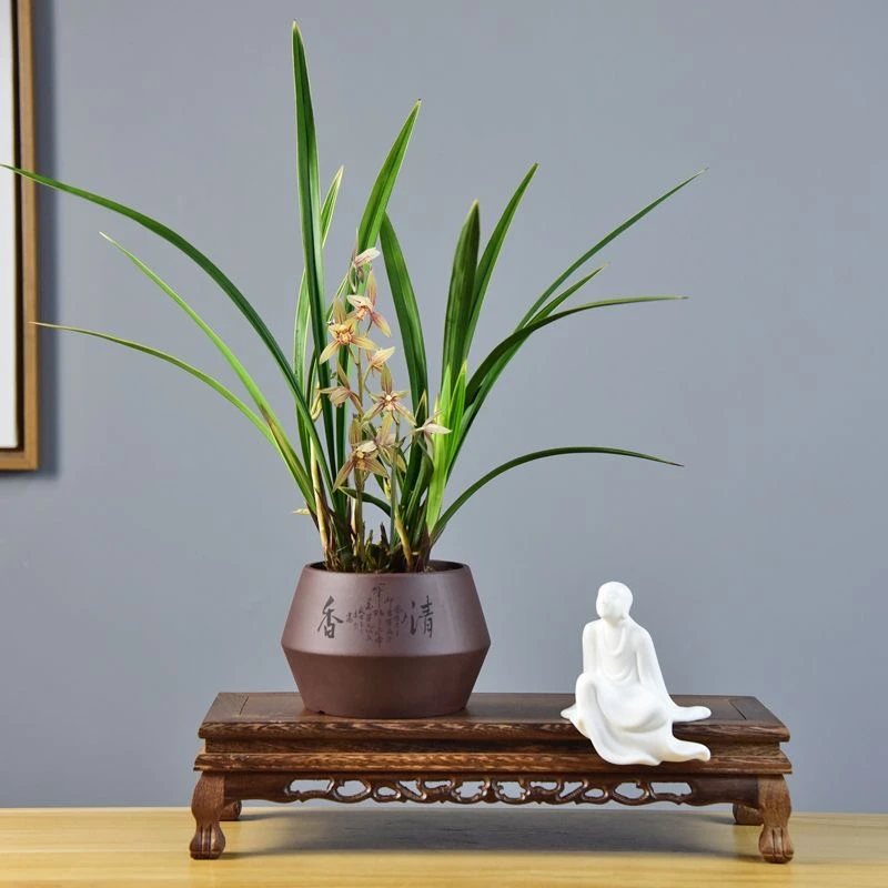建兰彩虹仙子花开浓香勤花勤芽