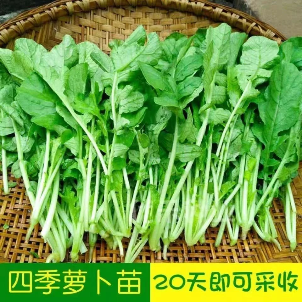 四季速生七天可吃萝卜苗萝卜菜种子阳台庭院水培菜蔬苗萝卜菜种籽