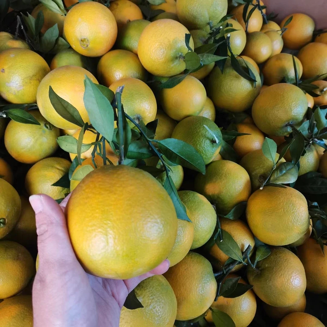 【赣南脐橙】新鲜现摘果园直发树上自然成熟香甜好吃