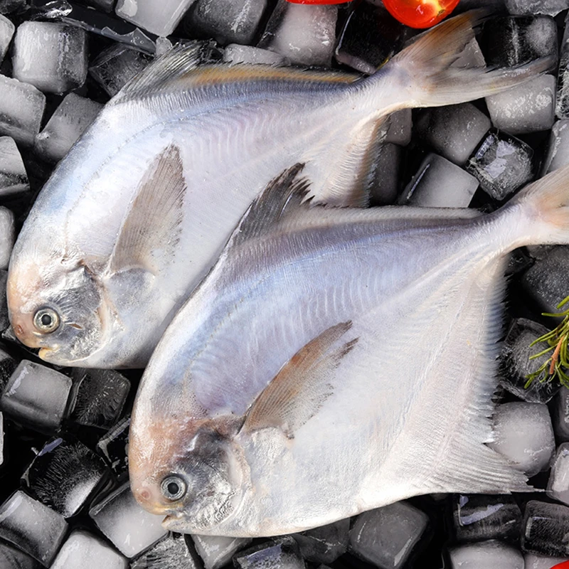 新鲜海捕野生银鲳鱼 大号  刺少肉嫩 4条/斤