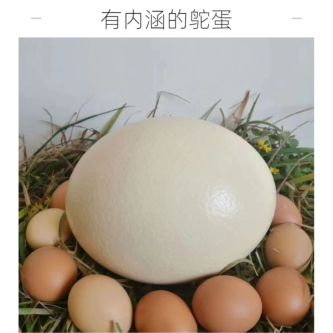 顺丰包邮新鲜鸵鸟蛋