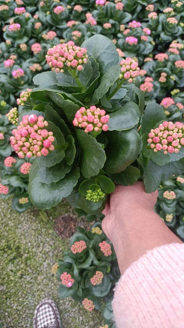 130杯优质长寿花，泽塔亮粉，棵型紧凑花苞多多