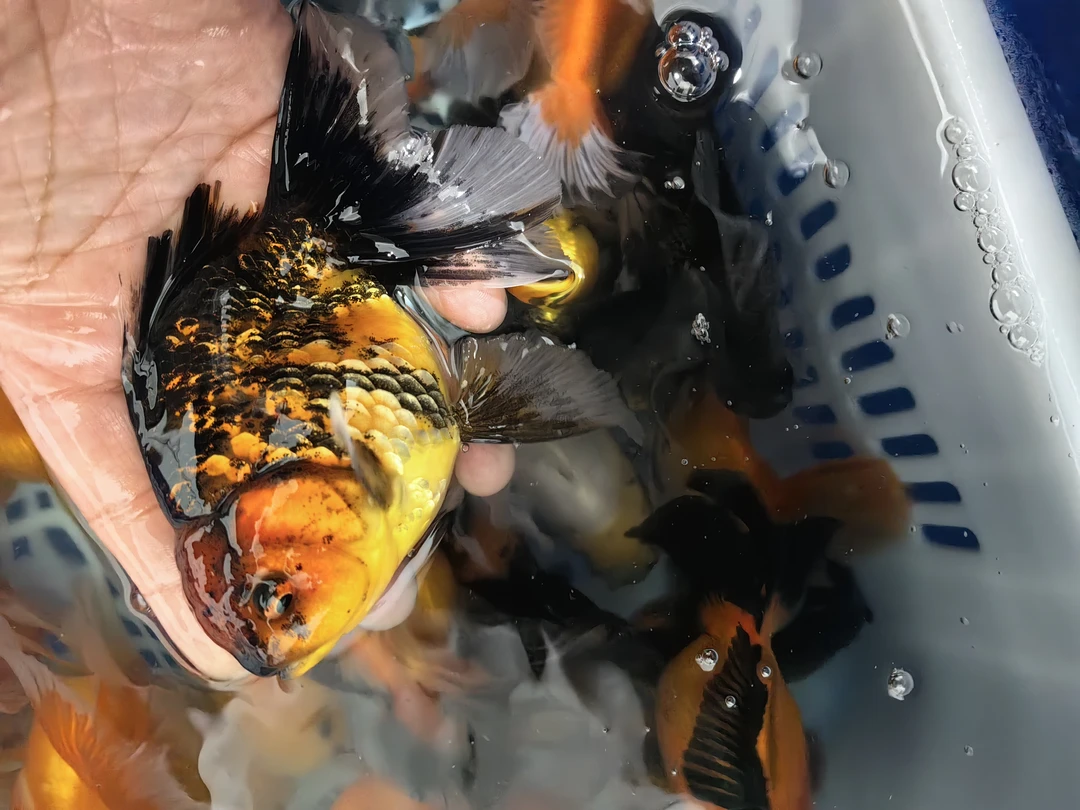 玛丽苗青皮一组，海南新疆不发货