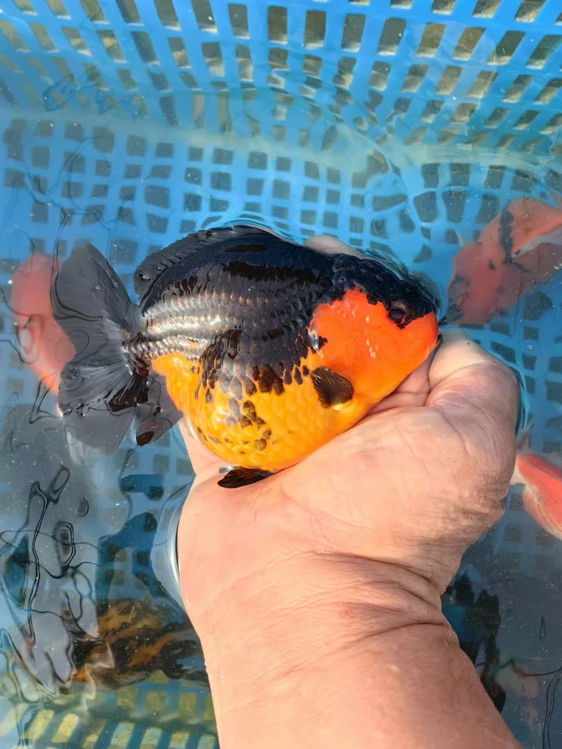 精品优选观赏鱼将军 f1 玛丽f1（以直播挑选为准）