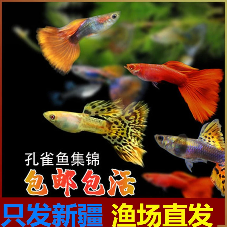 新疆观赏孔雀鱼大耳爆点全红鸿运当头天空蓝兰草热带新手淡水包邮