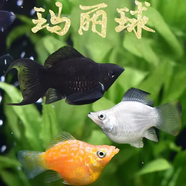 皮球玛丽球形玛丽鱼热带淡水小型鱼新手胎生新疆本地仓发火货