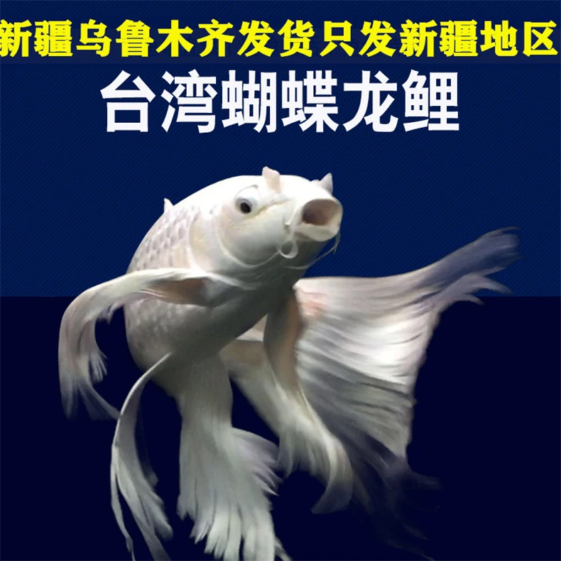 新疆观赏鱼包邮蝴蝶尾锦鲤白金龙凤活体宠物大型好养新手淡水好看