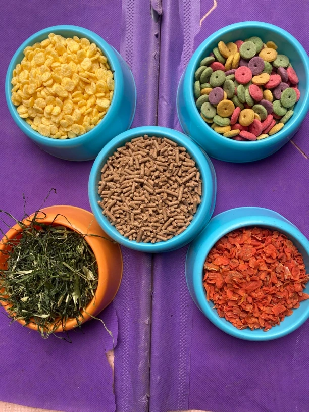 2斤缤纷混合荷兰猪粮豚鼠磨牙混合饲料宠物兔兔粮兔饲料