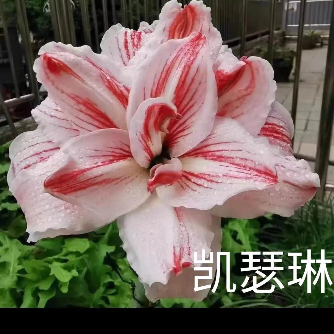 朱顶红精品种球自然球凯瑟琳6公分