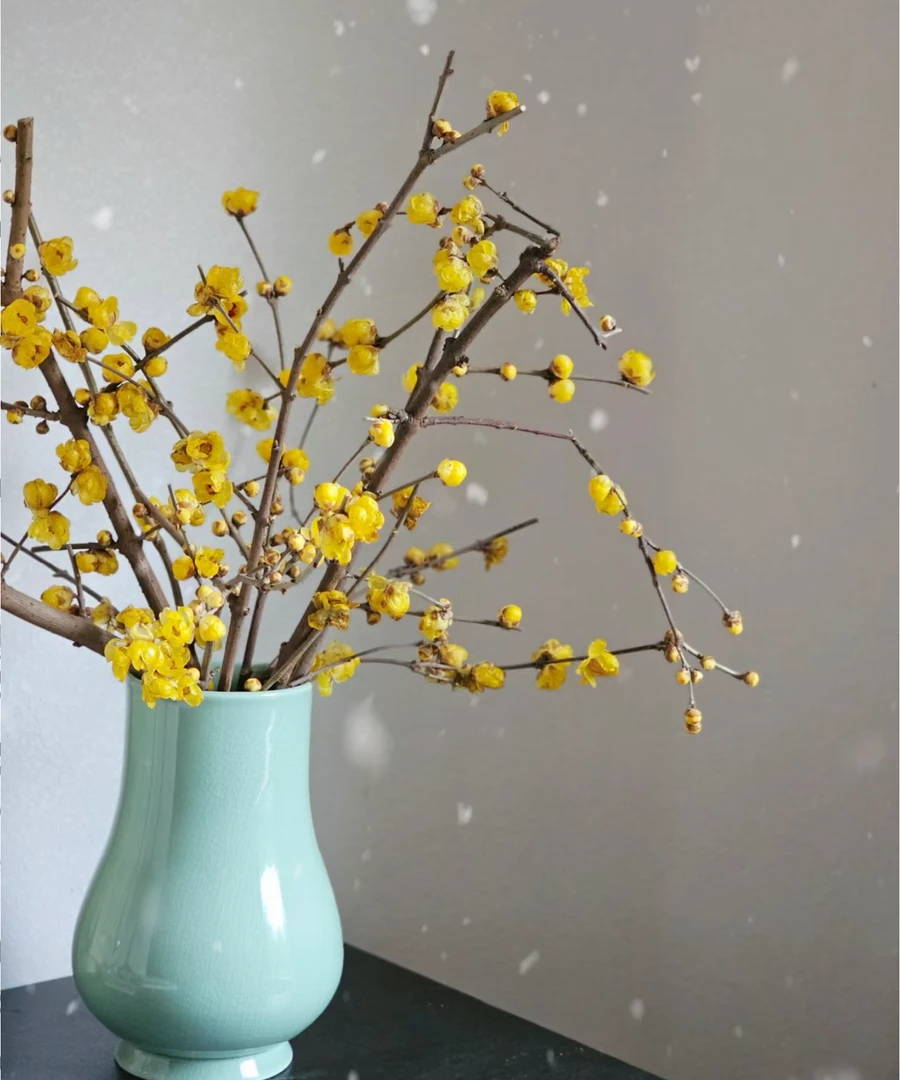 【中国腊梅】云南基地直发鲜花