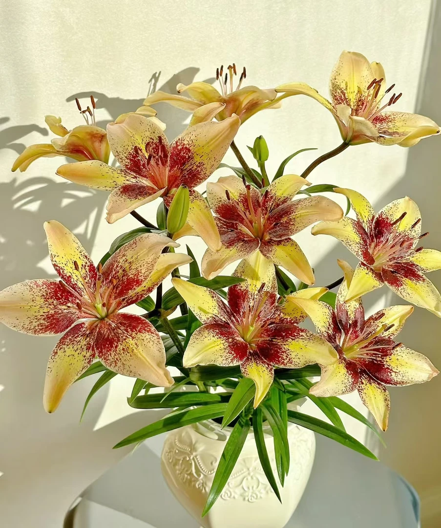 【快乐婚礼】云南鲜切花无香味橙色亚百合花鲜花