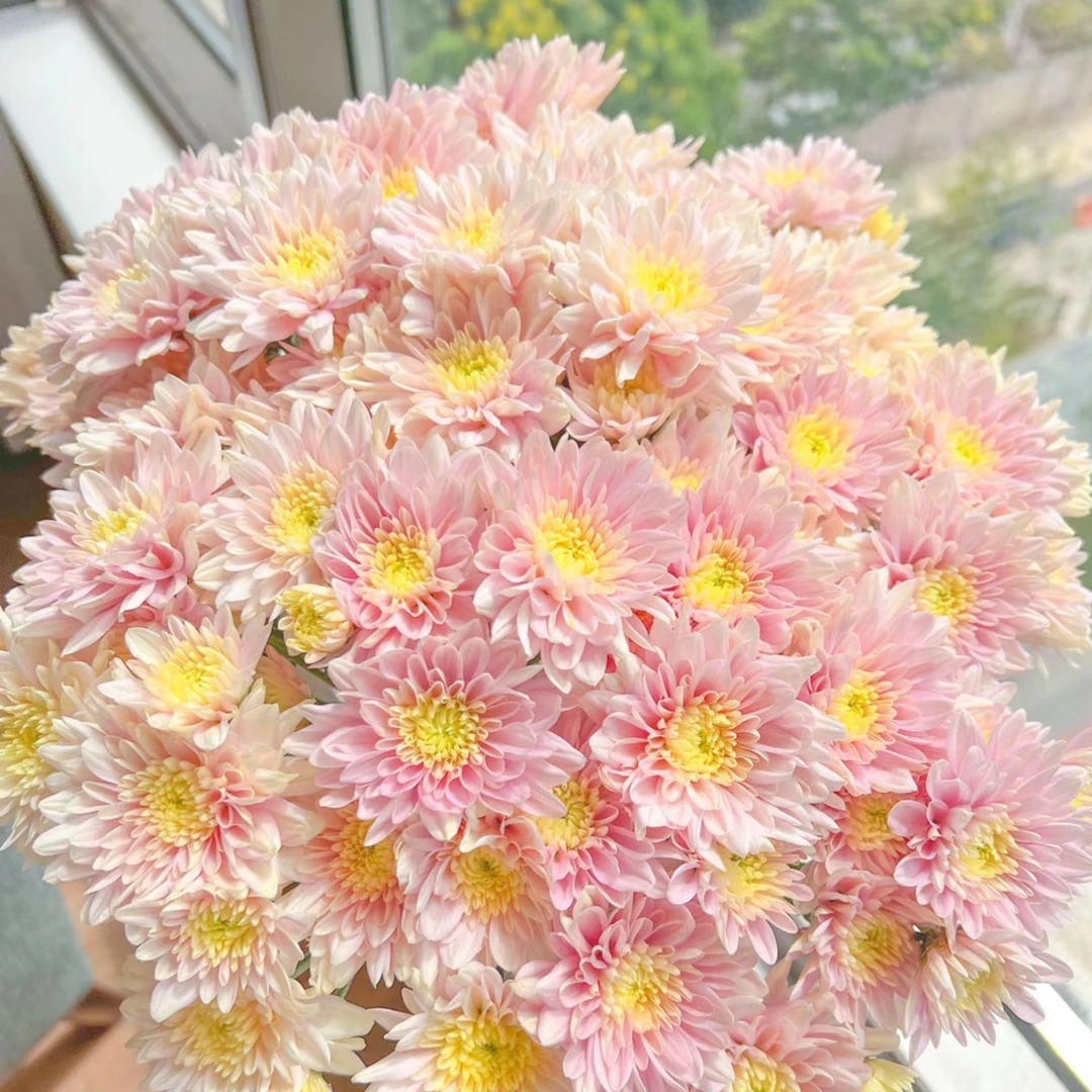 【草莓沙拉雏菊】云南基地直发小雏菊鲜花