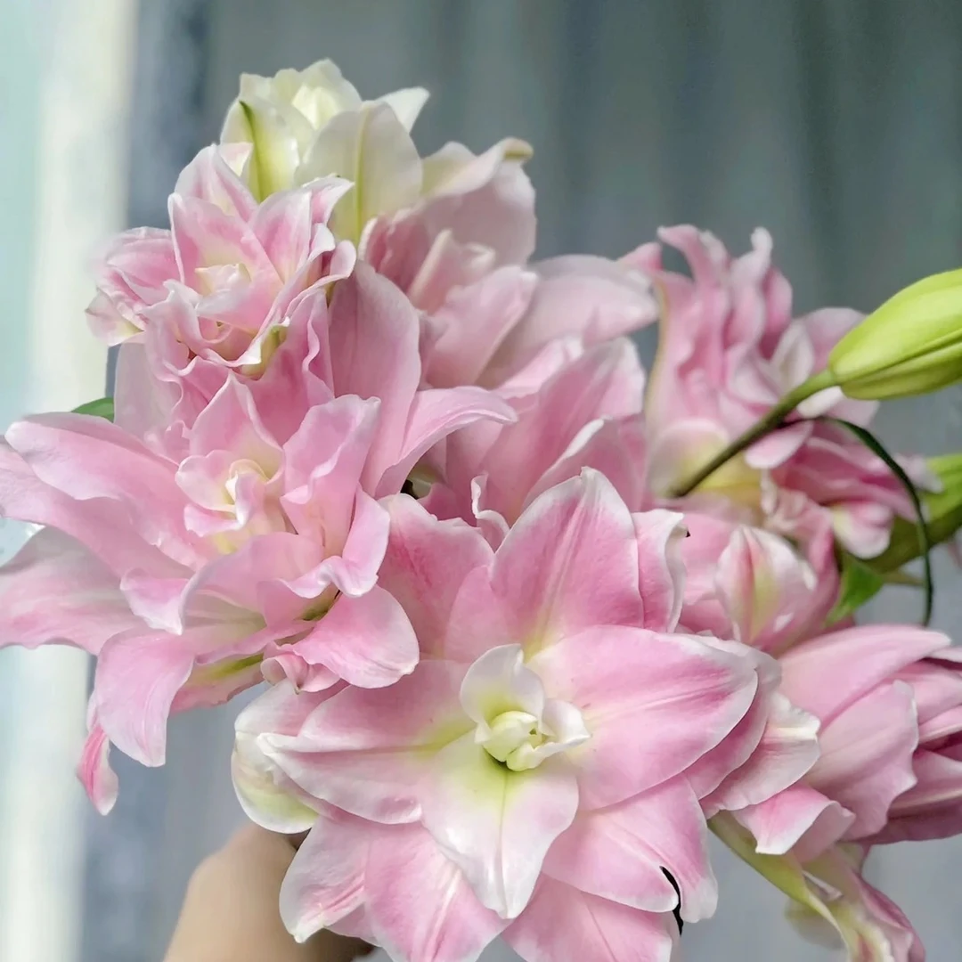 【残次百合】云南基地百合花鲜花瓶插水养重瓣百合室内鲜切花