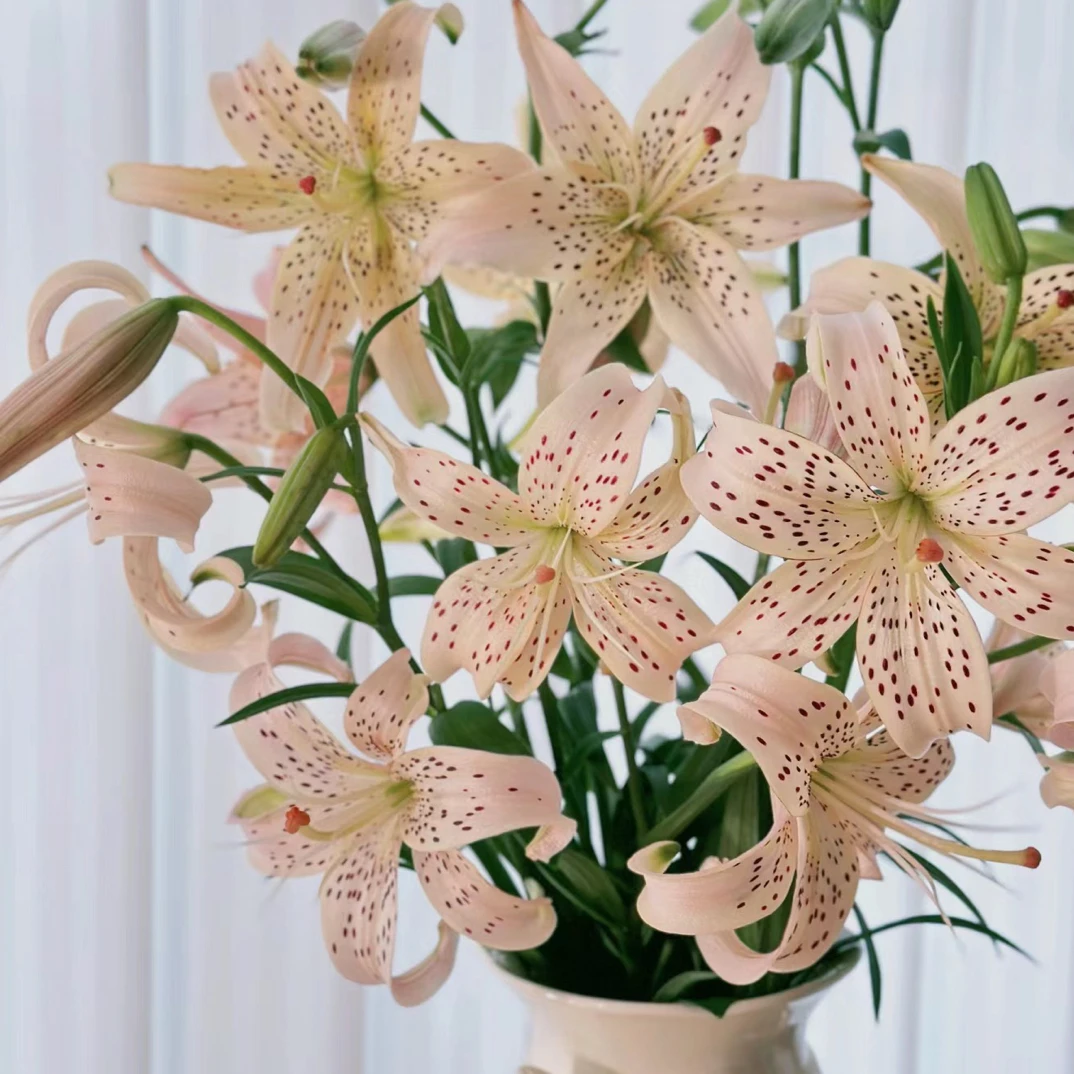 【小美同学】云南基地直发百合花鲜花插水养单瓣亚百合室内鲜切花