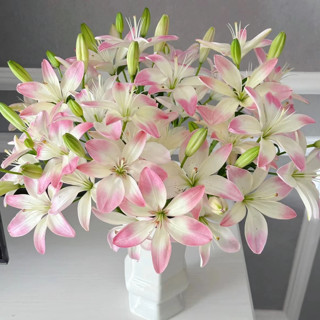 【迷你小花型萌萌哒】云南基地百合花鲜花小蜜月亚百合鲜切花