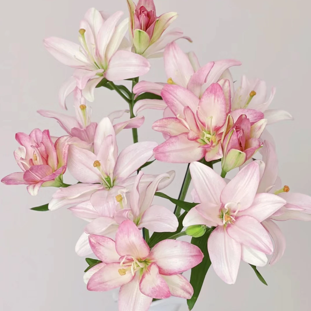 【莎莎公主】云南基地直发鲜花室内水养鲜花百合鲜切花