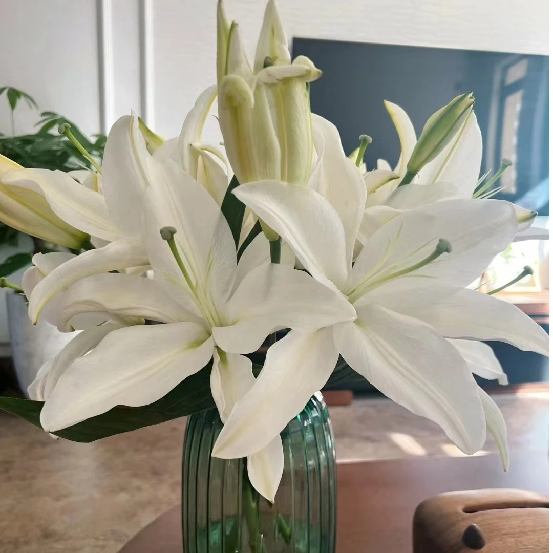【白天霸】云南基地直发百合花鲜花瓶插水养香水百合鲜切花