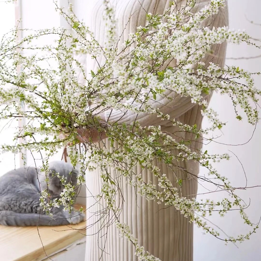 【雪柳】白色雪柳鲜花喷雪花线性切花