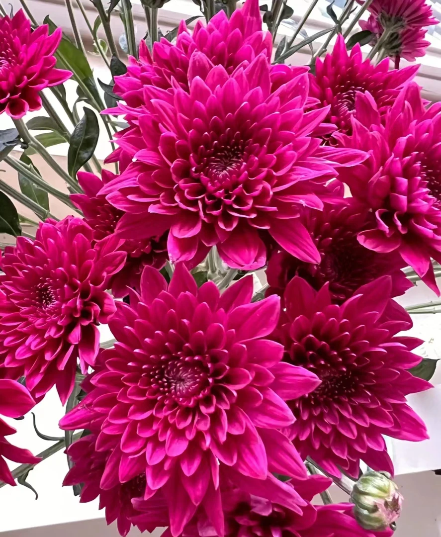 【紫丹特小菊】云南基地直发小雏菊花鲜花