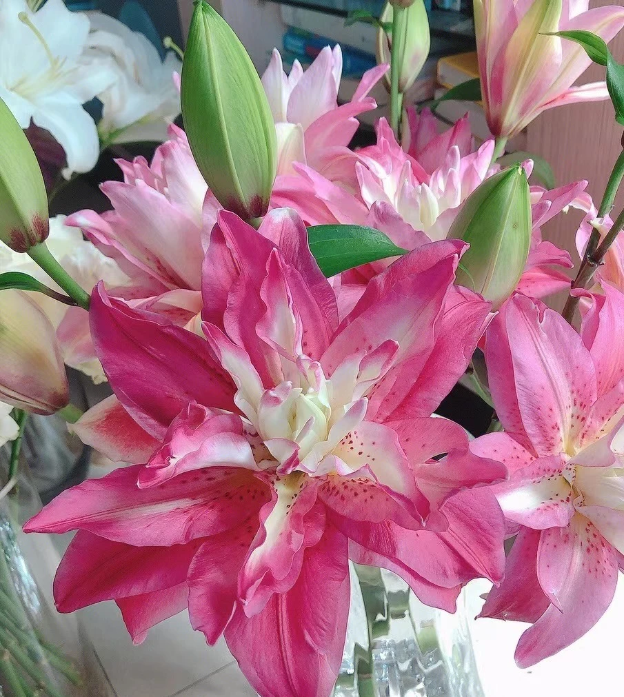 【宝莲灯】云南基地直发百合花鲜花重瓣百合室内鲜切花