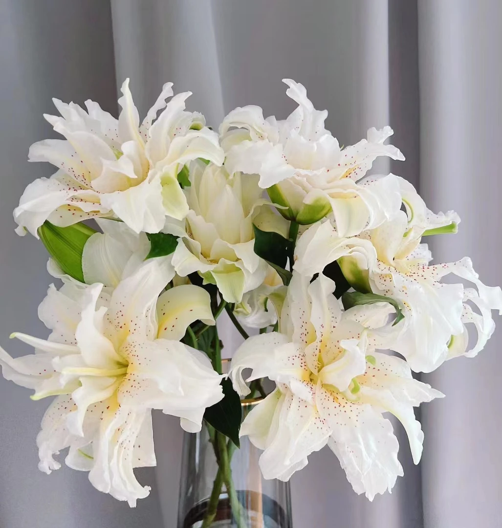 【白拉菲】云南鲜花直发水养瓶插重瓣香水百合温馨芳香