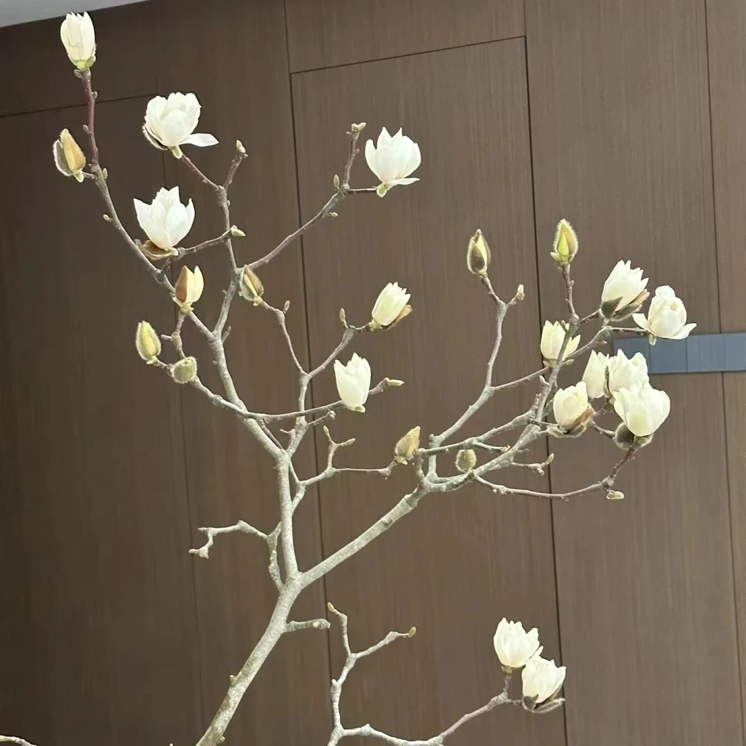 【白玉兰】云南鲜花基地直发玉兰花