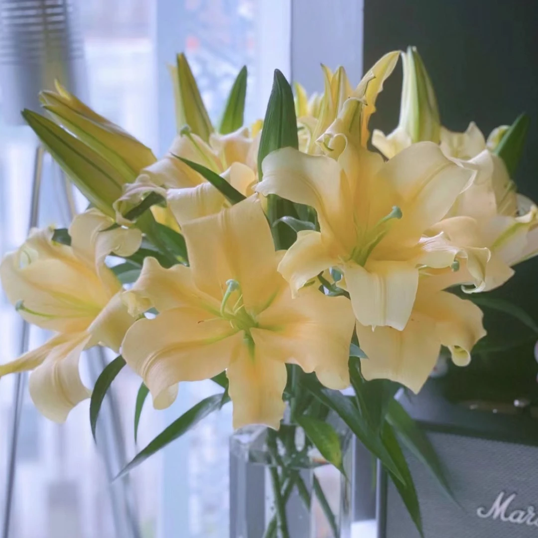 【皇帝】云南基地直发百合花鲜花插水养单瓣百合室内鲜切花