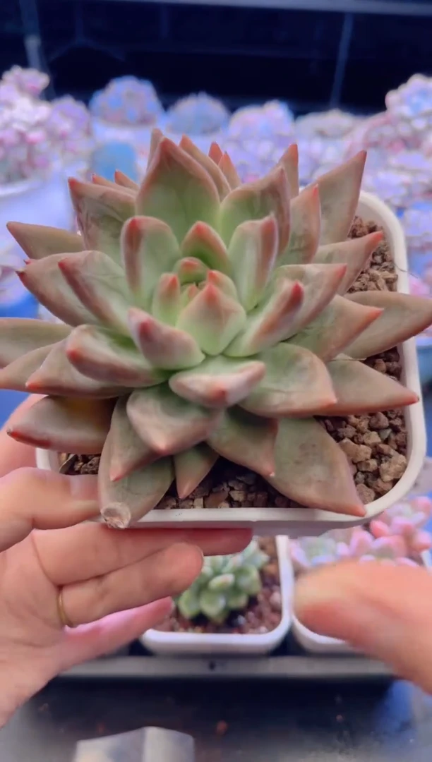 【闪购商品】0459圣卡