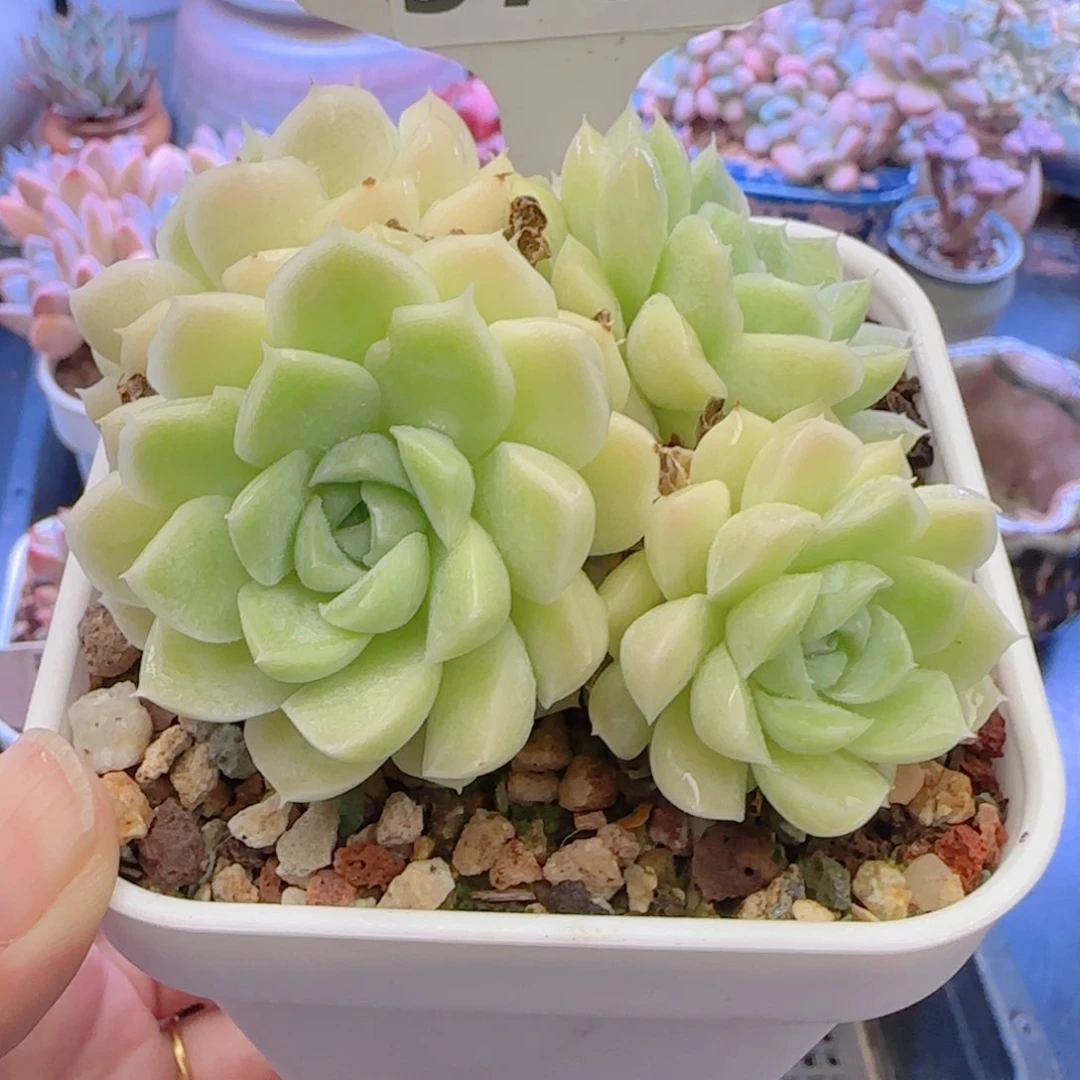 多肉植物5707……………