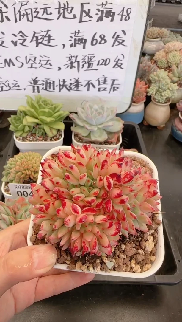 【闪购商品】0043.