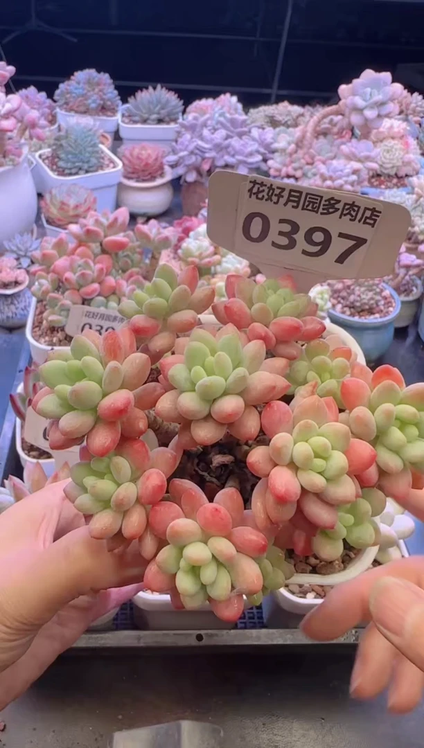 【闪购商品】0397鱼子酱