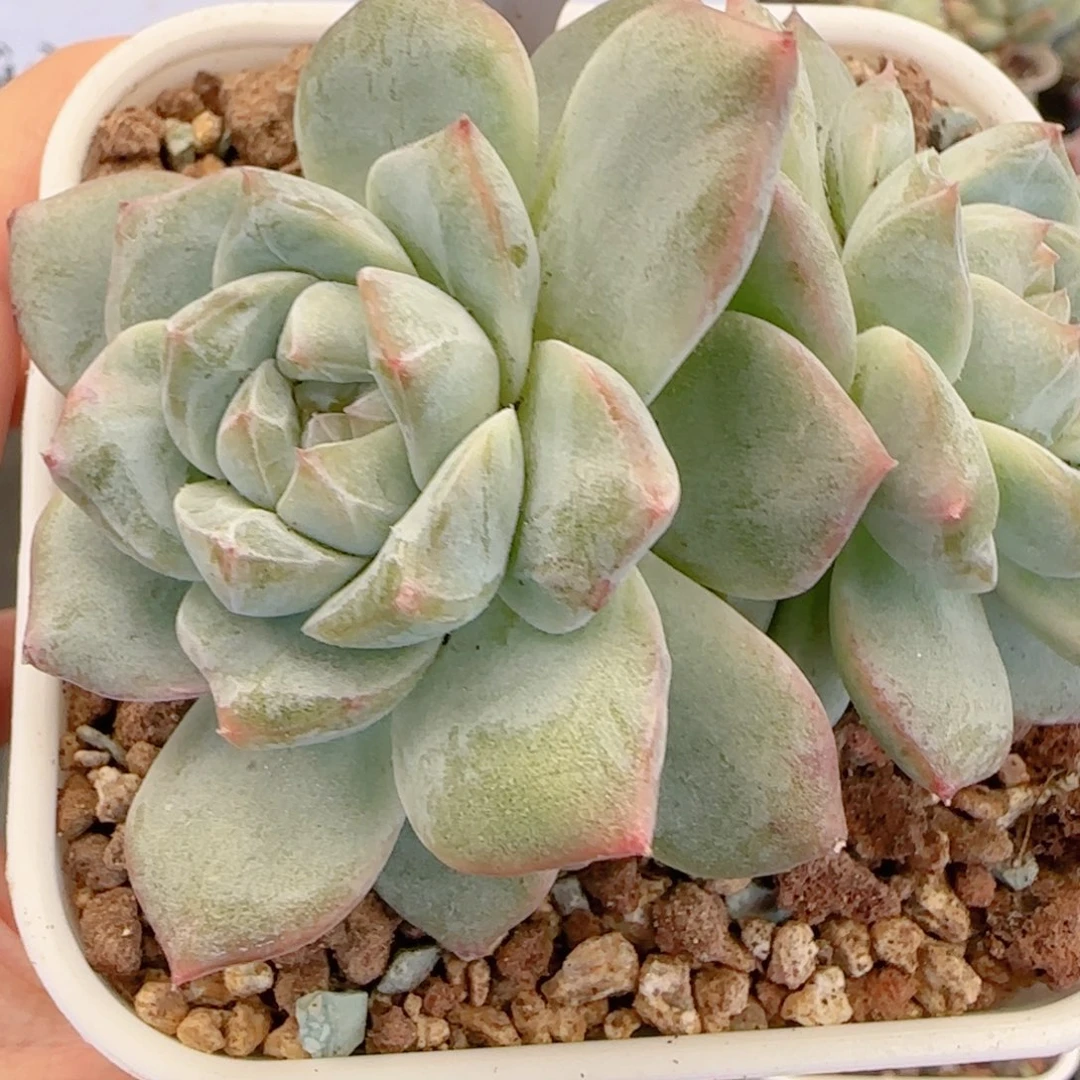 多肉植物0021………….