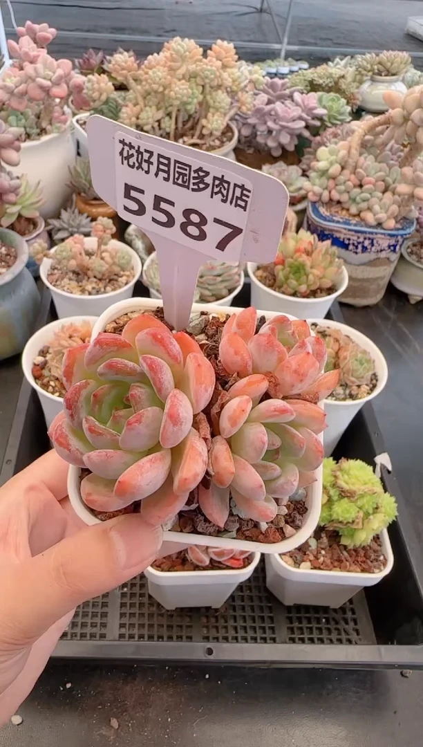 【闪购商品】5587全明星