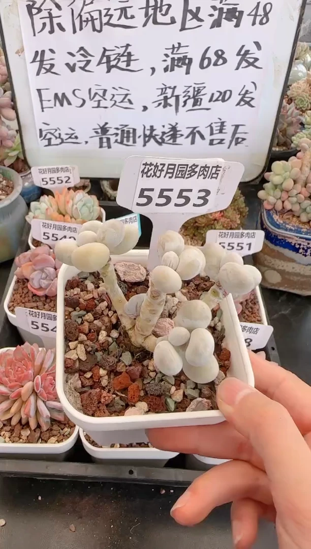 【闪购商品】5553奶酪