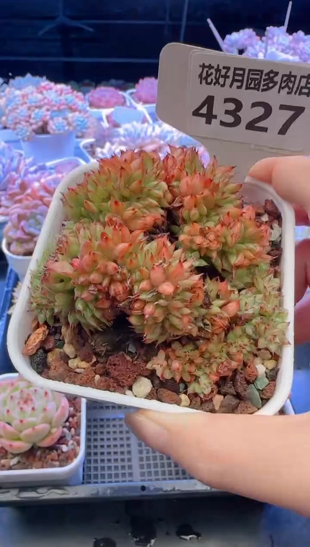 【闪购商品】4327.