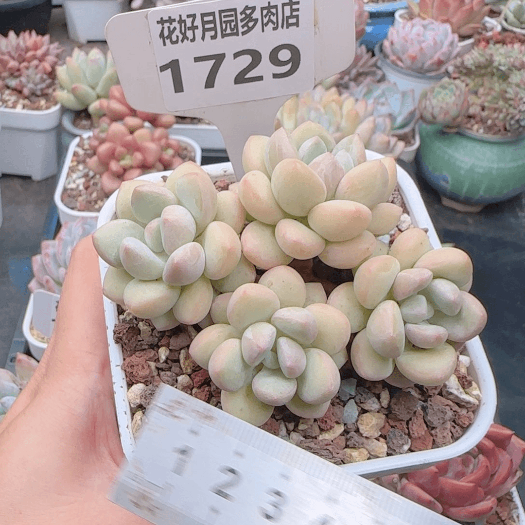 多肉植物1729…………..