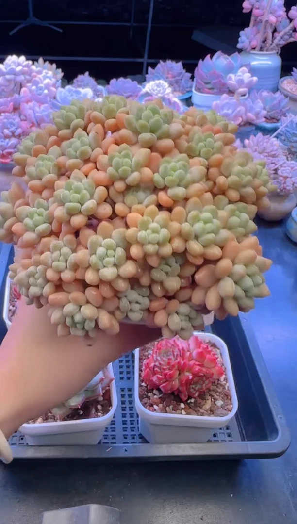 【闪购商品】3967.