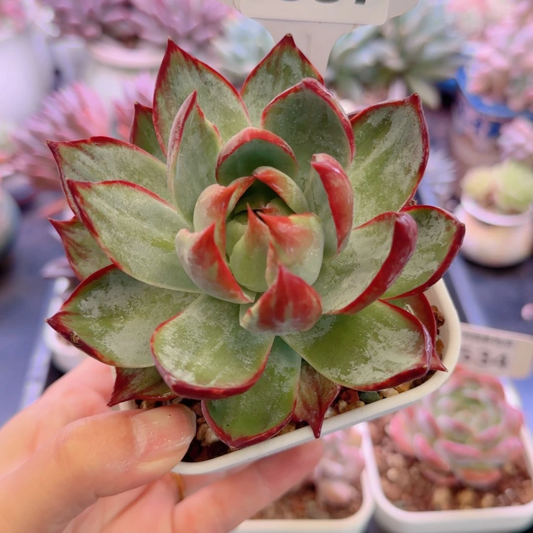 多肉植物0537……………..