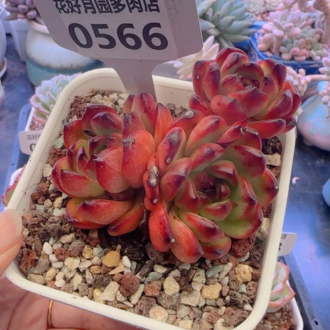 多肉植物0566…………..