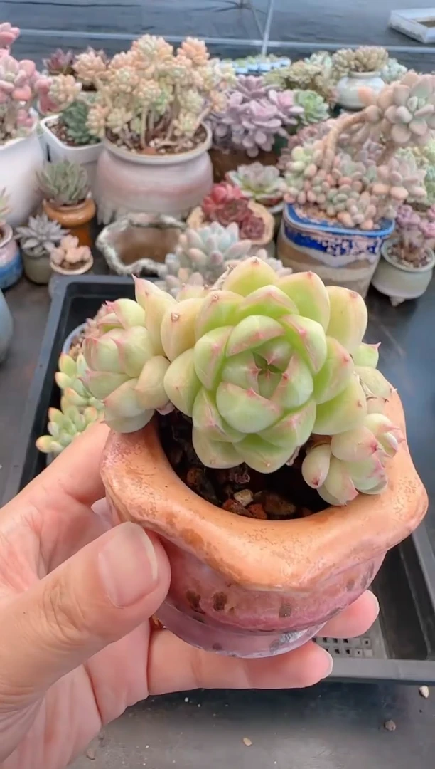 【闪购商品】5608带盆