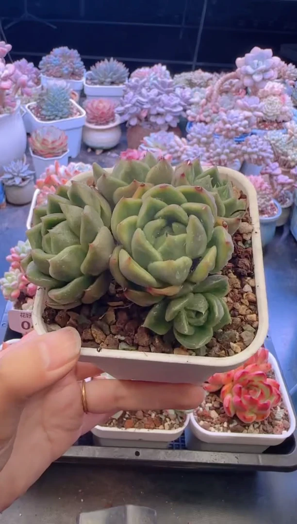 【闪购商品】0403白玫瑰