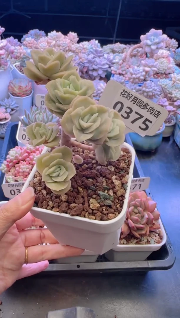 【闪购商品】0375可爱玫瑰