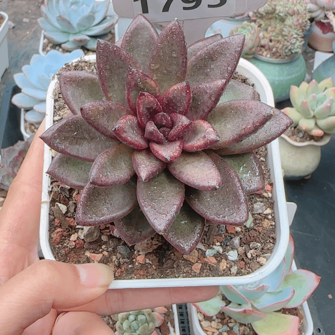 多肉植物1795………..