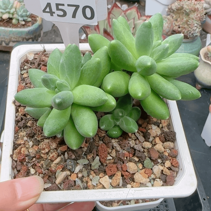 多肉植物4570………….