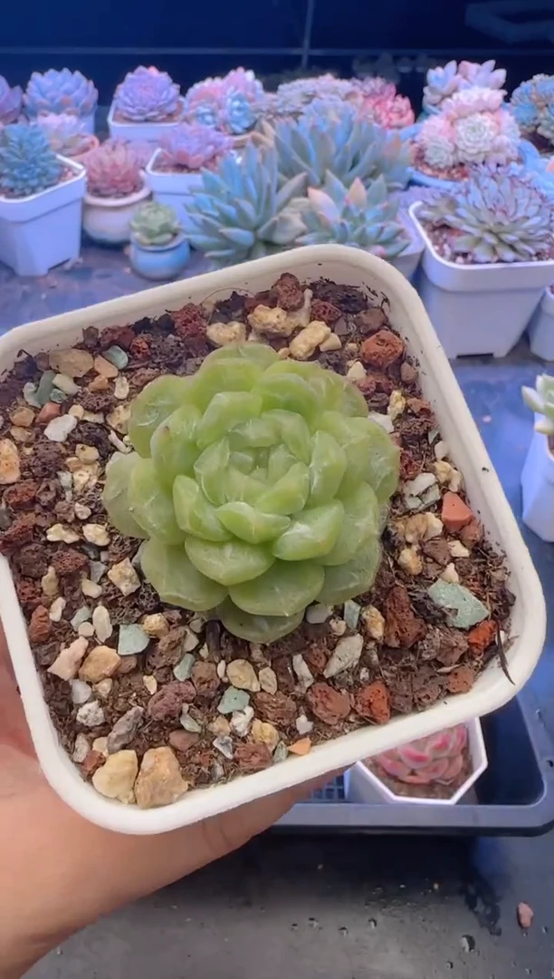 【闪购商品】7138.