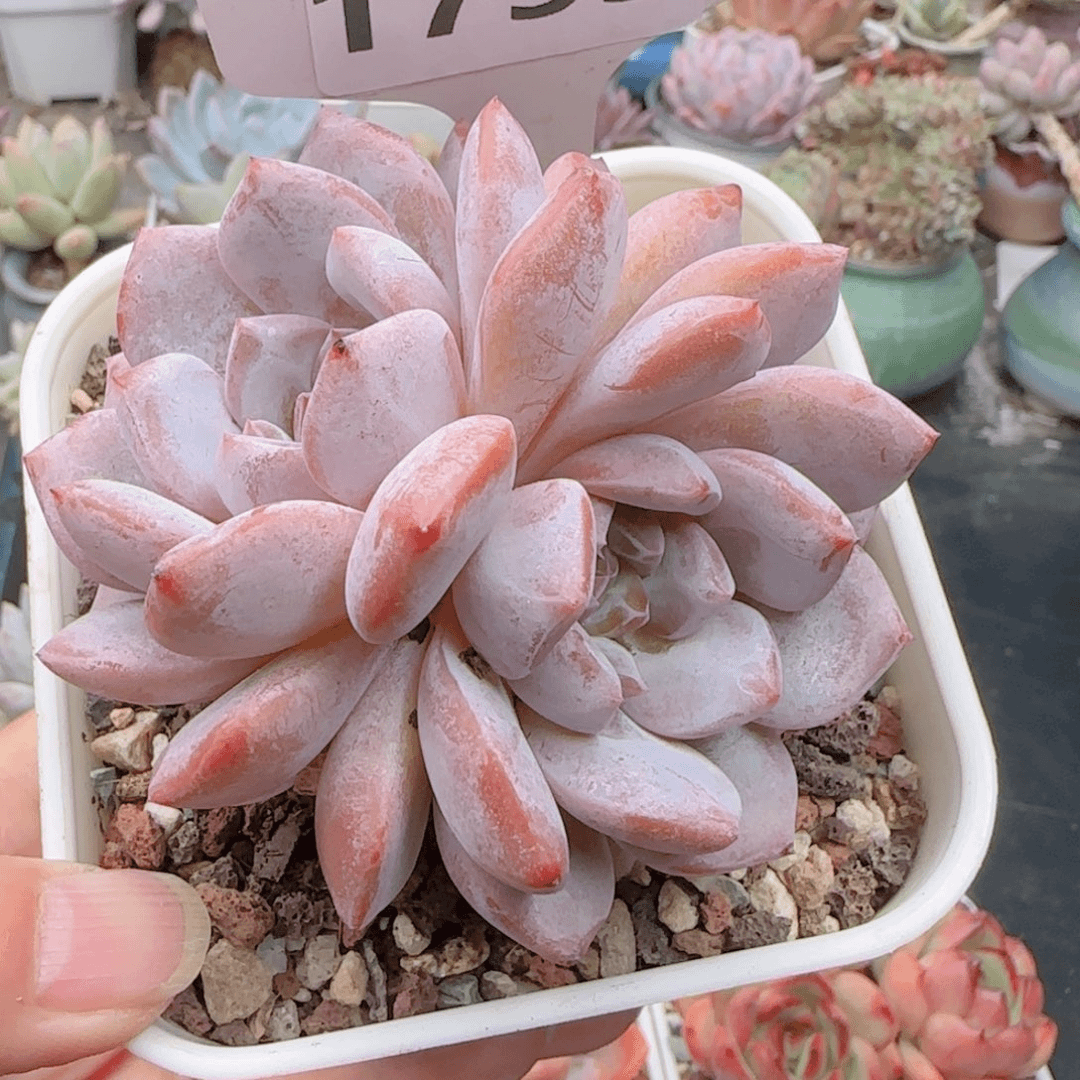 多肉植物1753…………