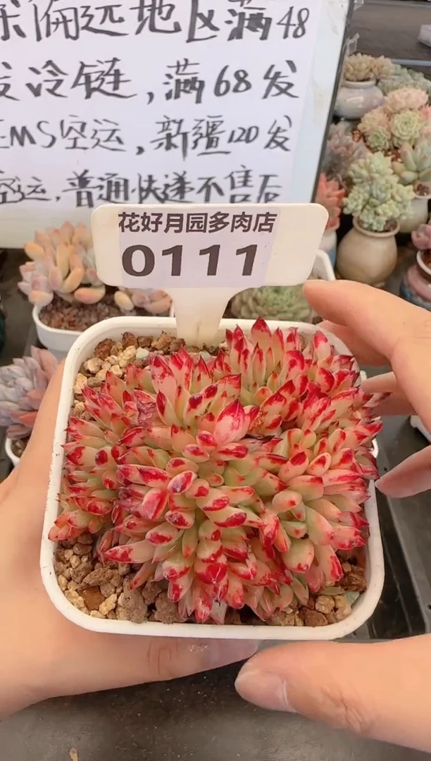 【闪购商品】0111红拉糖