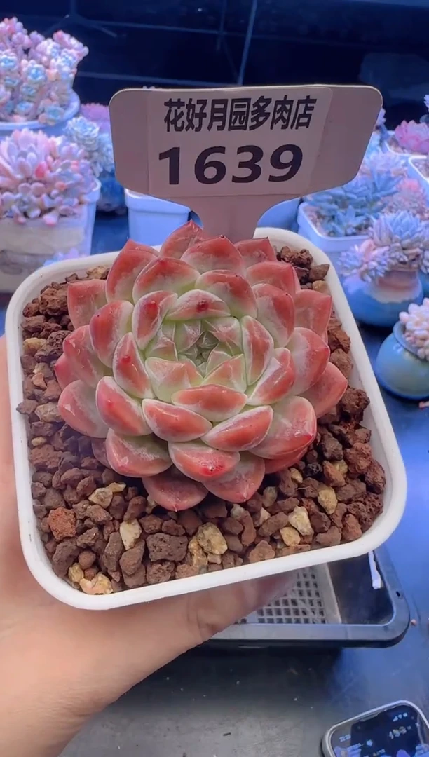 【闪购商品】1639.