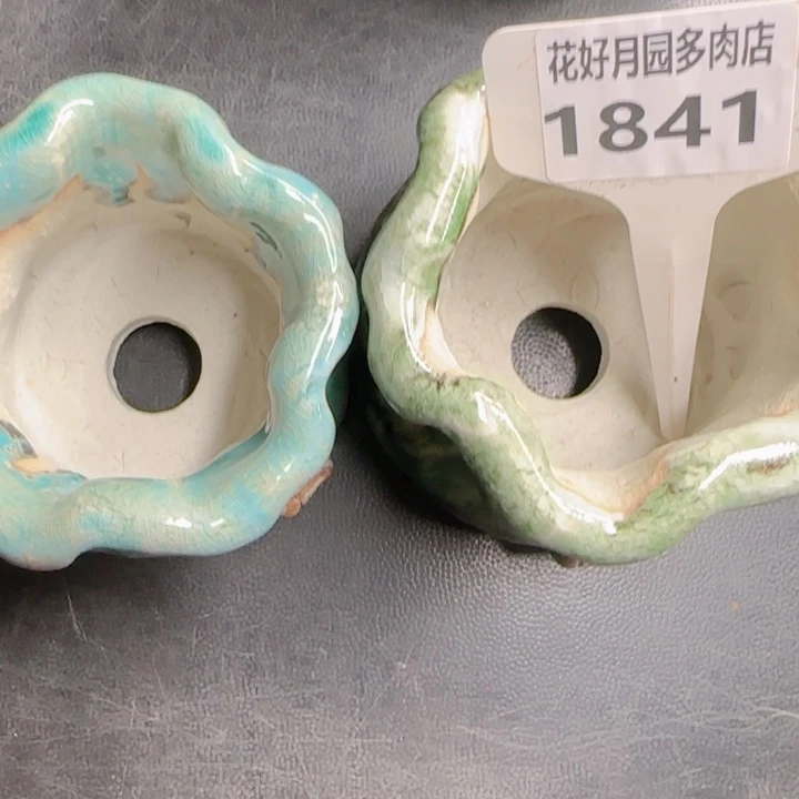 s****?多肉植物1841两个
