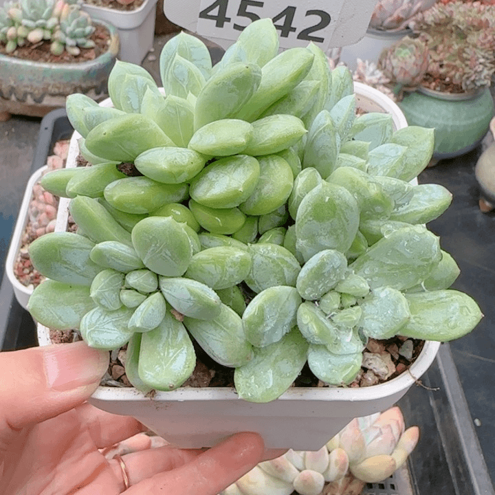 多肉植物4542………….